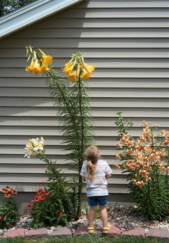 070422-owh-new-lily-p1