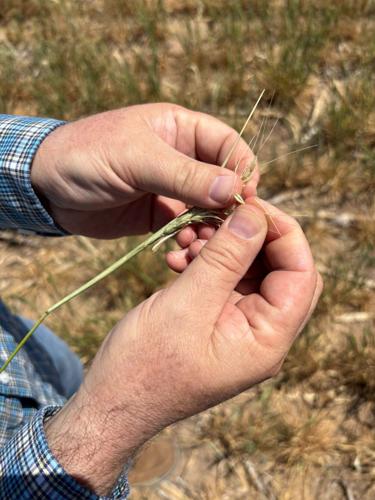Scott Irlbeck inspects drought-hit wheat fields on his farm in Tulia