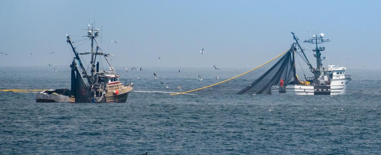 Commercial squid fishing boats