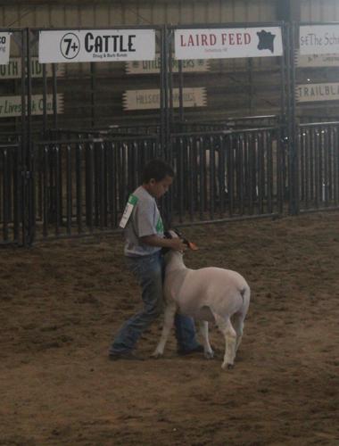 Jackson Armstead in Sheep Showmanship