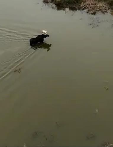 Moose in Nance County