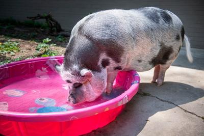 Support pig, 5.10