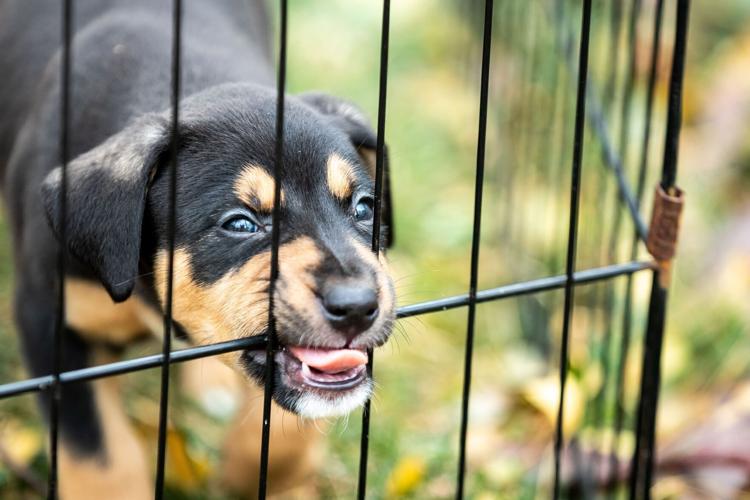 110622-owh-new-animalrescue-LS07