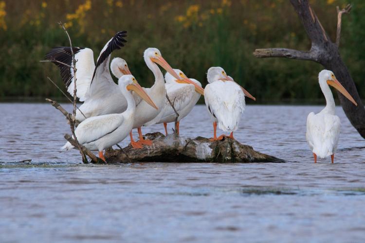 pelicans at wanahoo