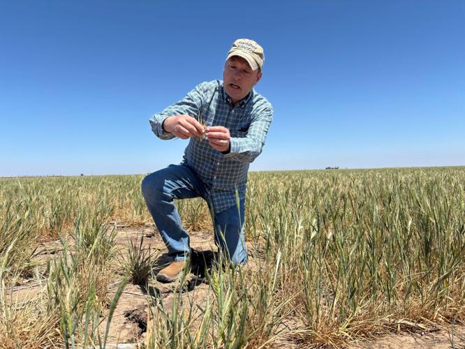 Scott Irlbeck inspects drought-hit wheat fields on his farm in Tulia