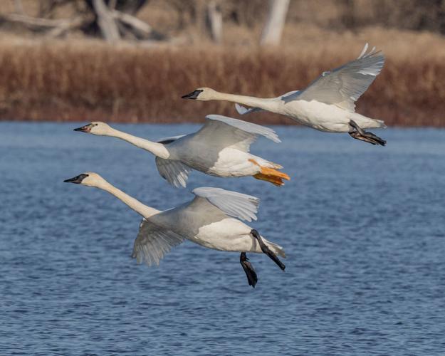 swans in flight