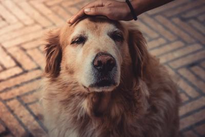 Old dog