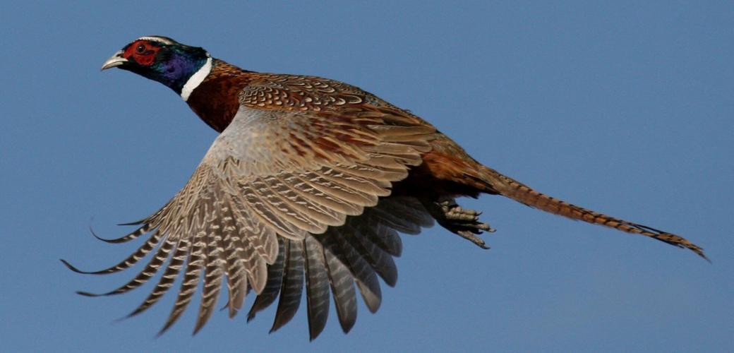 Ring-necked pheasant