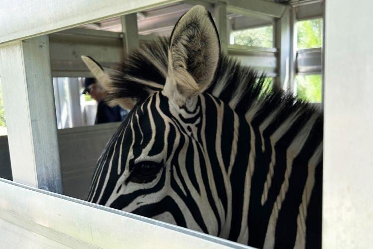 zebra-removed