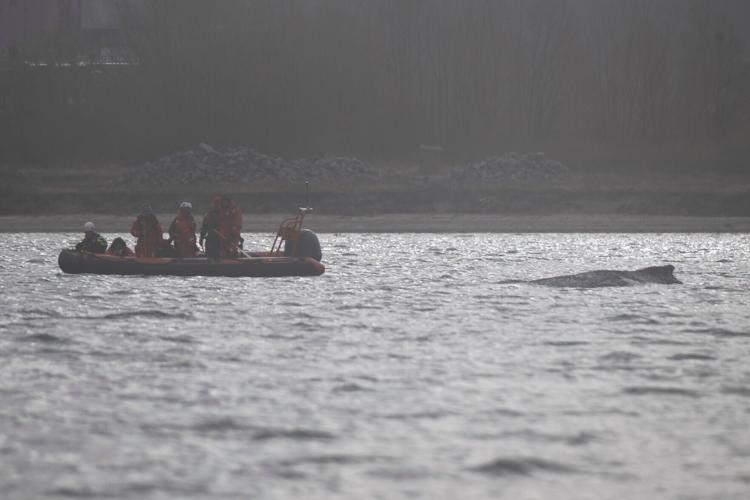 Germany Whale Rescue