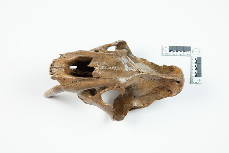 Rare discovery of sabertooth cat skull in southwest Iowa