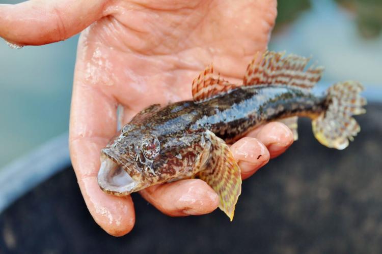 Few people use the goby fish as it is so full of bones, though masses are found in German rivers.