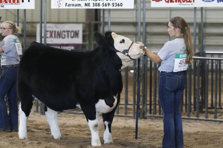 Meagan Lassen market heifer