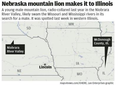 #13241_102122_mountain lion copy