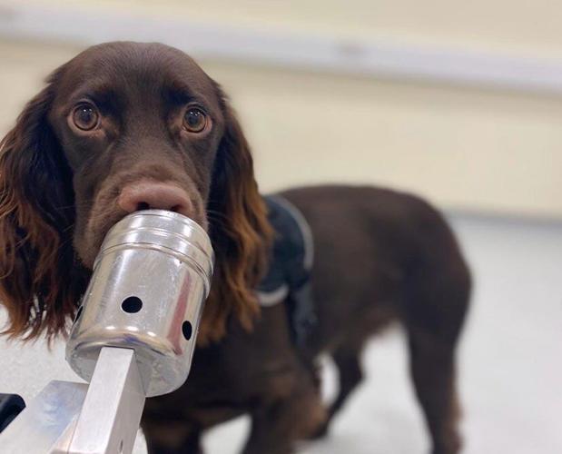 Dogs smell stress