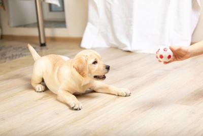 Dog playing with ball