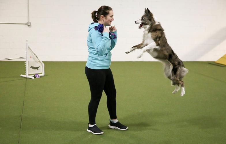 Westminster Dog Show-Agility