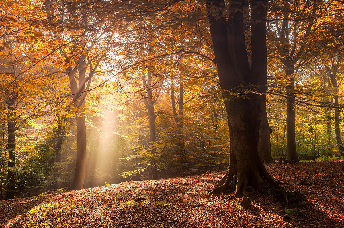 Central Platte NRD taking tree orders for spring planting