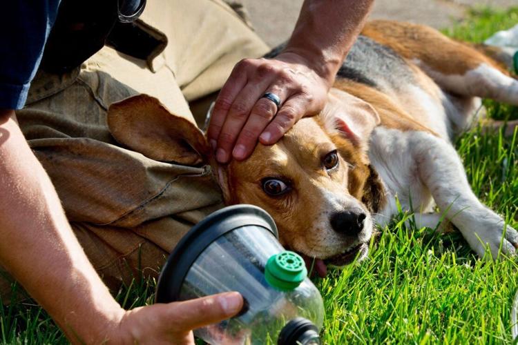 dog-rescue-1