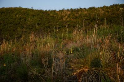 Sandhills