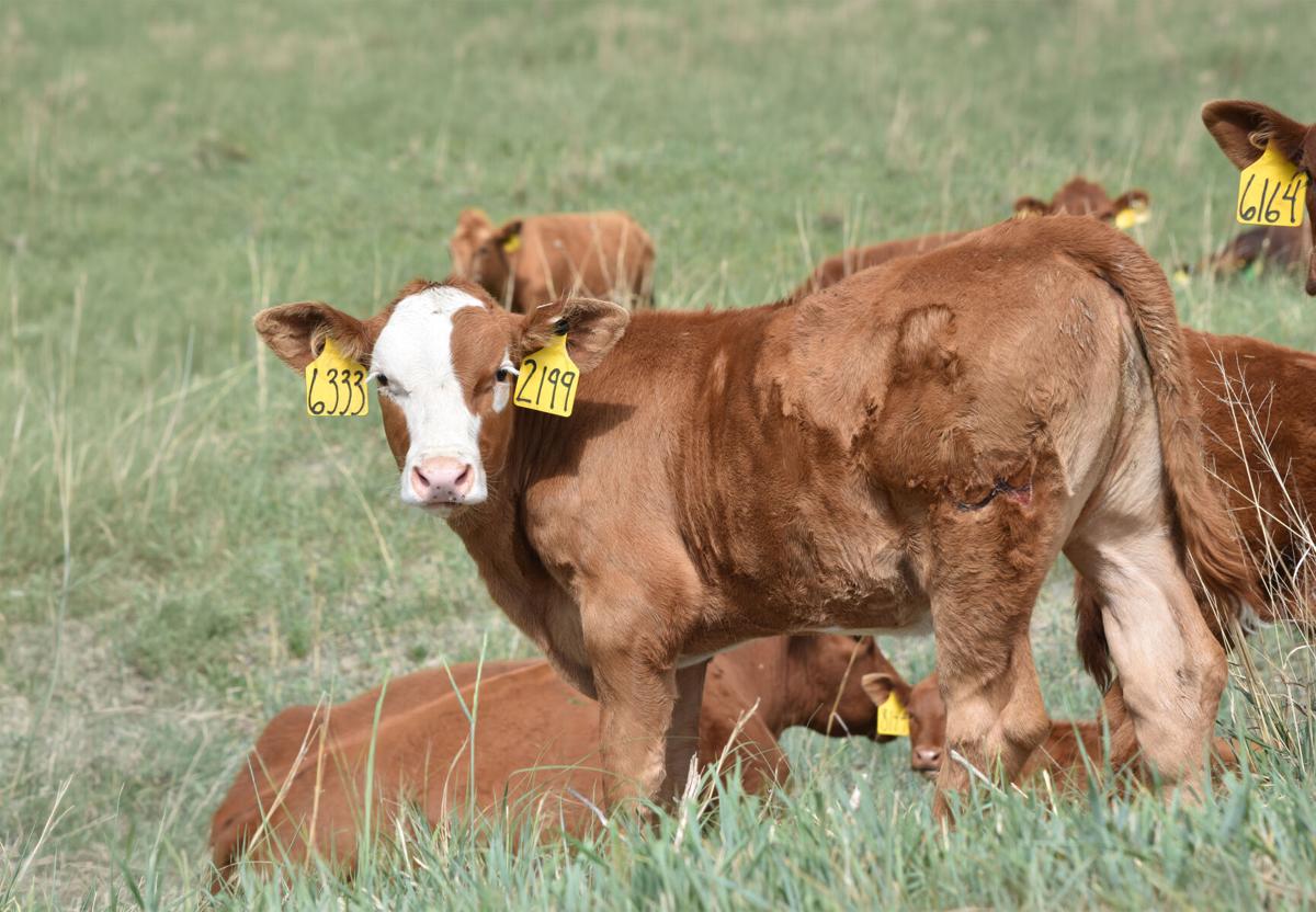 wean calf.jpg