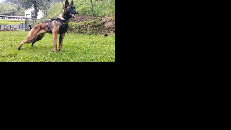 Wilson the Belgian shepherd lost in Amazon