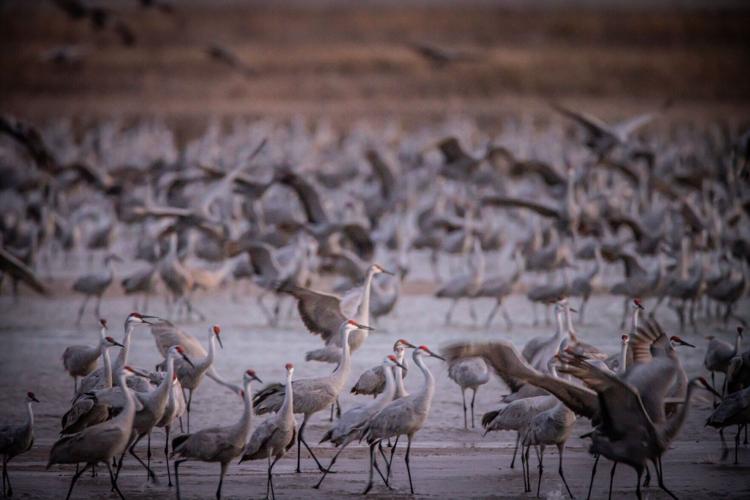 early cranes 2