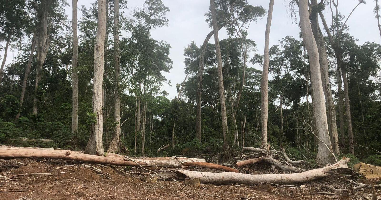 More Evidence Emerges FDA Permitted Illegal Timber Export - Vimarsana News