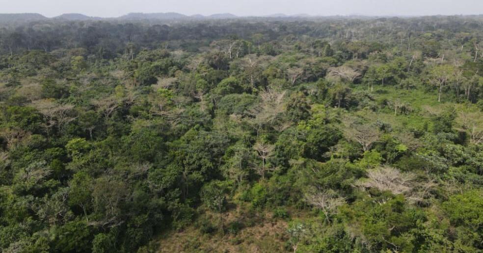 Cocoa Changing Lives but Destroying Grand Gedeh&rsquo;s Largest Forest