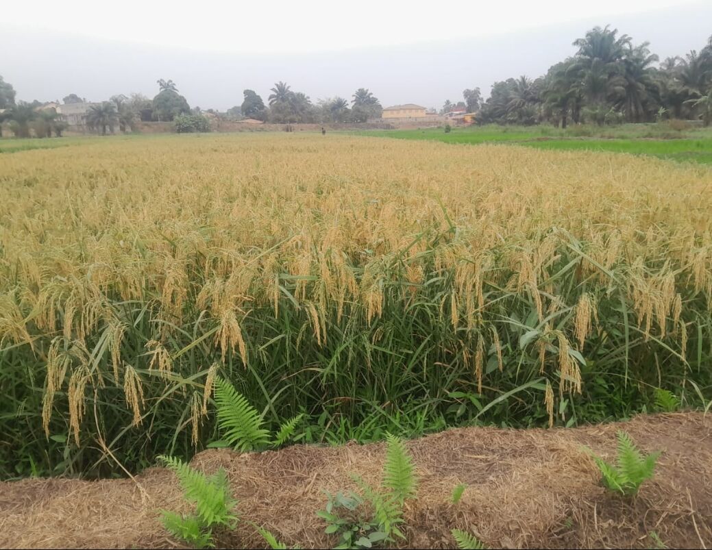 EPA Executive Director Wants More Support for Lowland Rice Cultivation ...