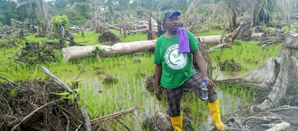 300 Hectares Lowland Rice Project on Course In Nimba | Farming ...