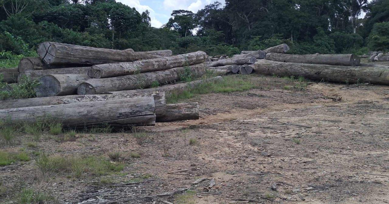 Logs Abandoned By Fleeing Company Decaying In Lofa Forest - Vimarsana News