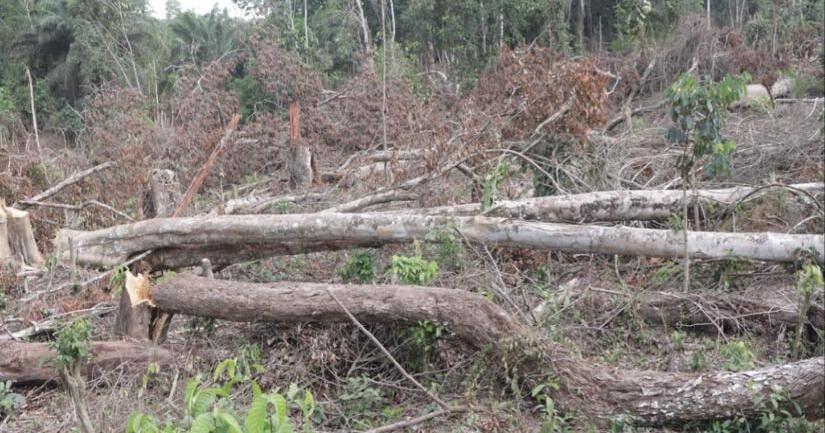 The Fall of a Community Forest to ‘Brown Gold’ in G. Gedeh