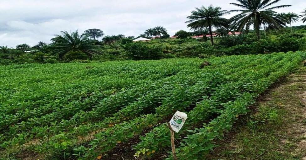 EU-backed Project Promotes Soybean Production to Improve Food Security, Income for Local Seed Producers