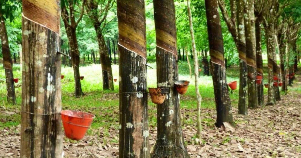 ‘Rubber Crisis Could Undermine Liberia’s Industrial Future’