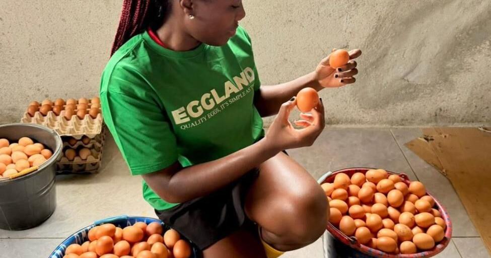 EGGLAND Expands Production to Reduce Shortage of Eggs on Local Market