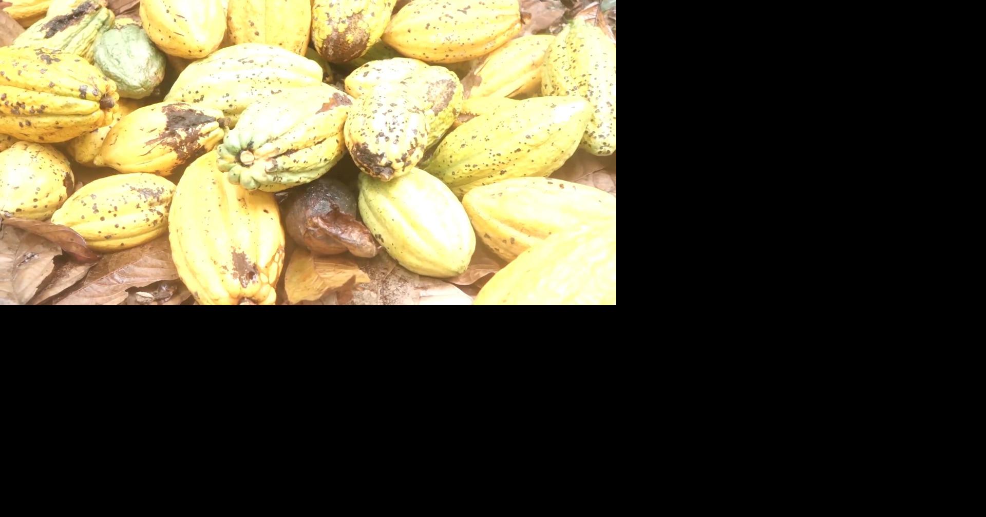 CWAP Boosts Cocoa Production