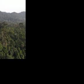 Loan Scheme Eases Pressure on Salayea Forest | Business