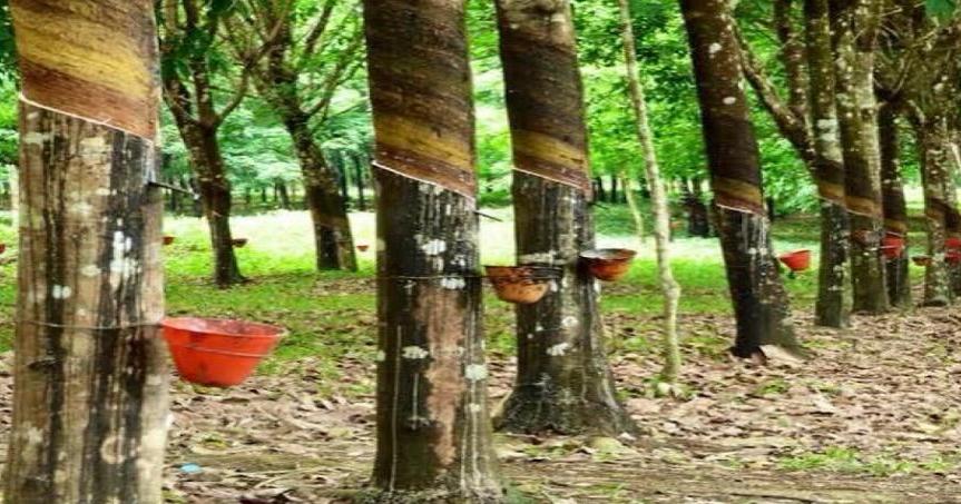 Rubber Farmers Welcome Boakai’s Export Ban | Business