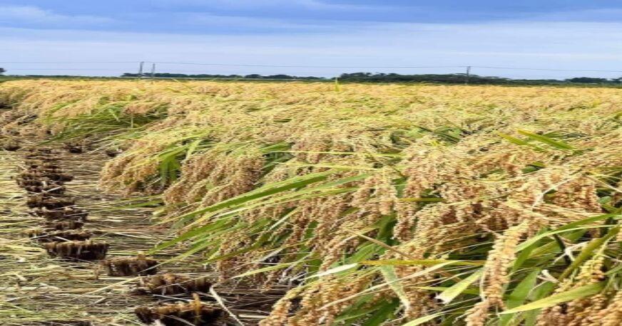 LIFADCO Set To Harvest About Thousand Tons Of Paddy Rice