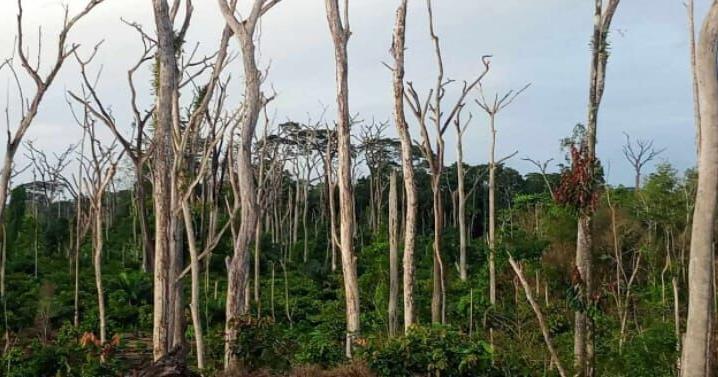 Massive Deforestation Undermines Liberia’s Climate Commitments