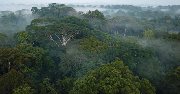 Liberia Drafts National Carbon Market Policy