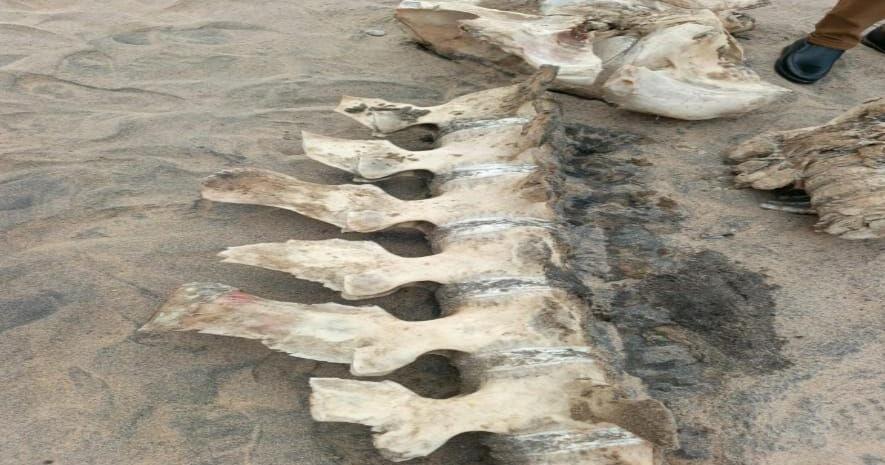 NaFAA Alarms on Toxic Marine Carcasses