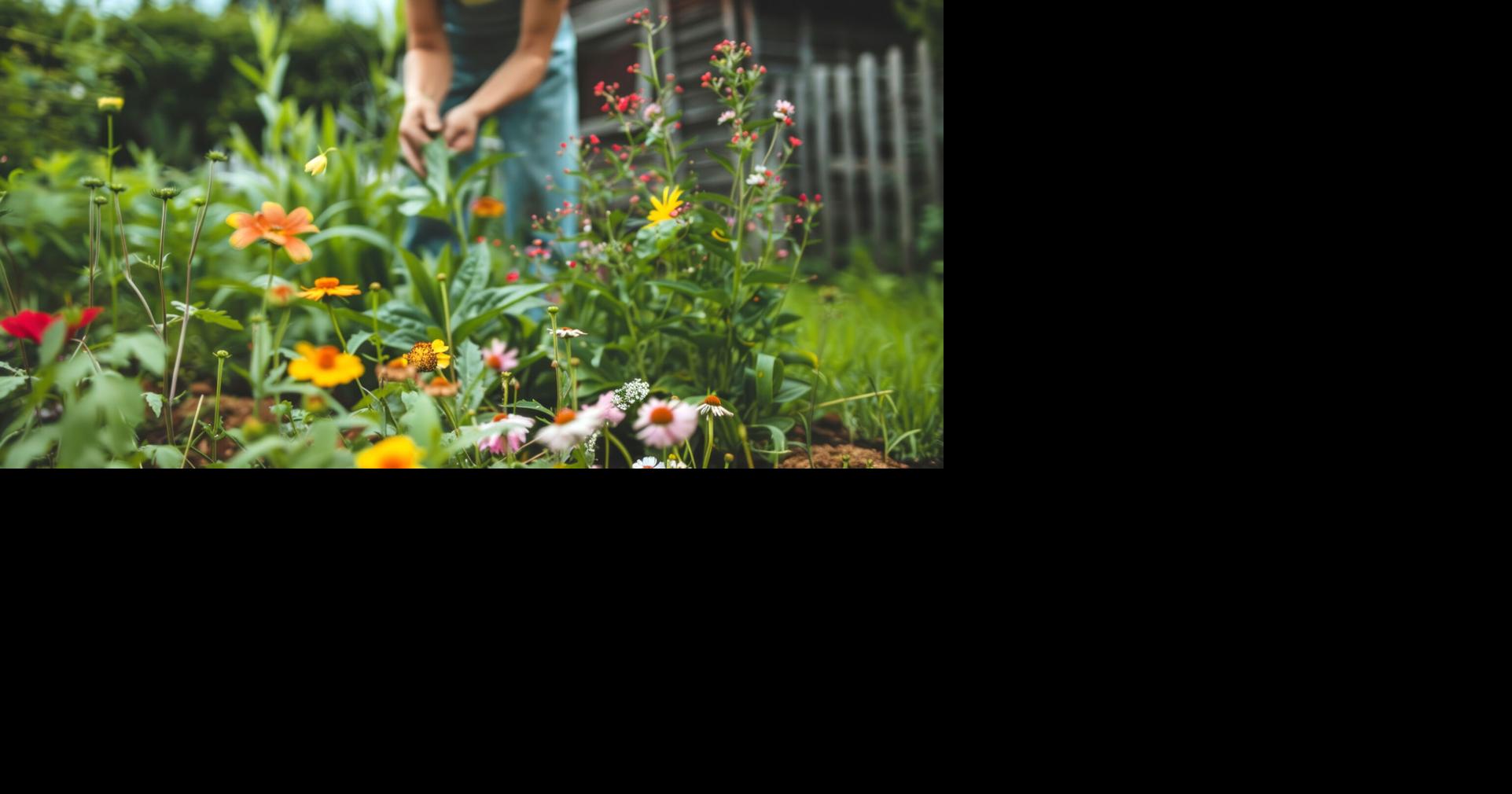 Local experts give tips on gardening in the Denver metro area