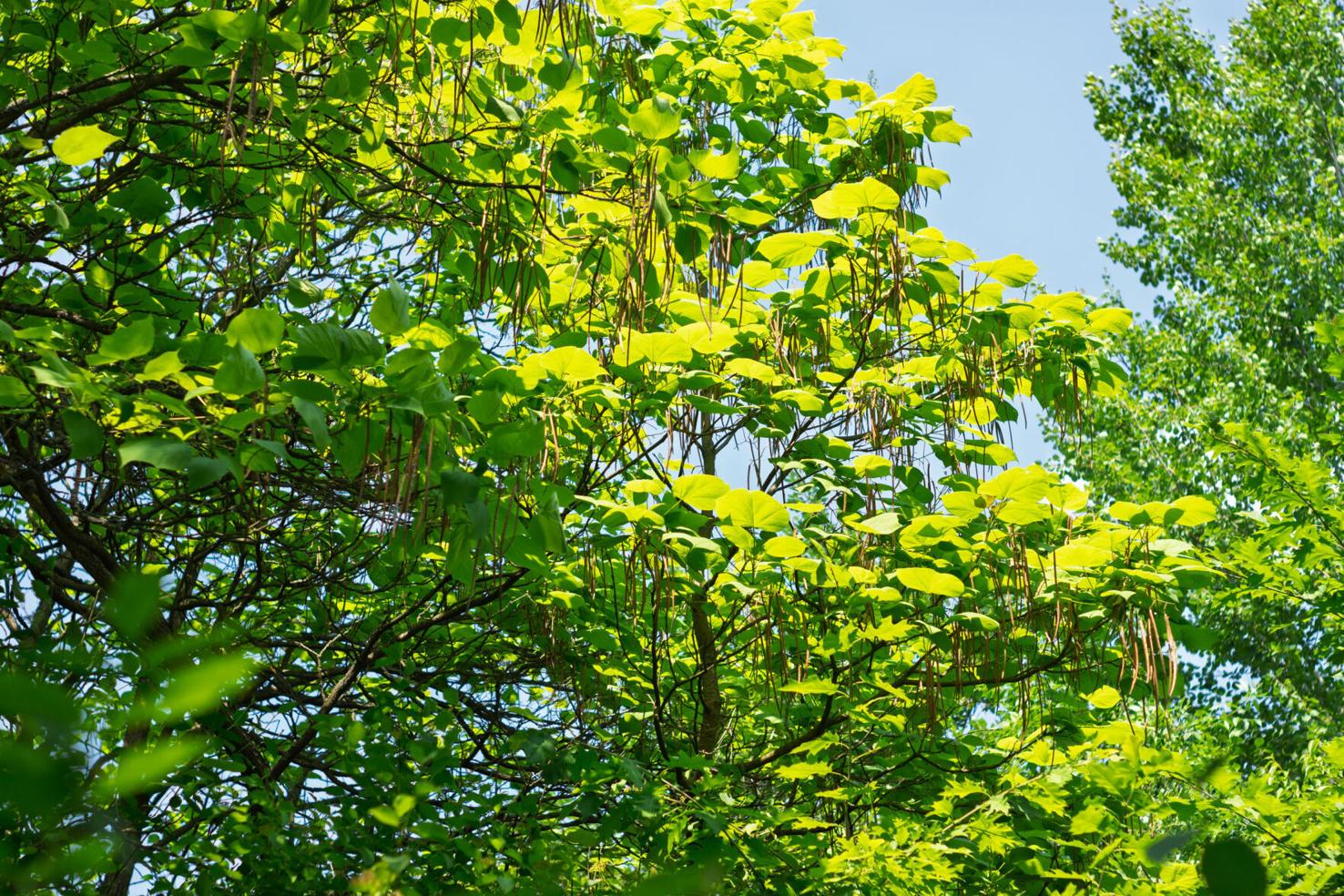 Add shade and diversity to your Centennial home | News ...