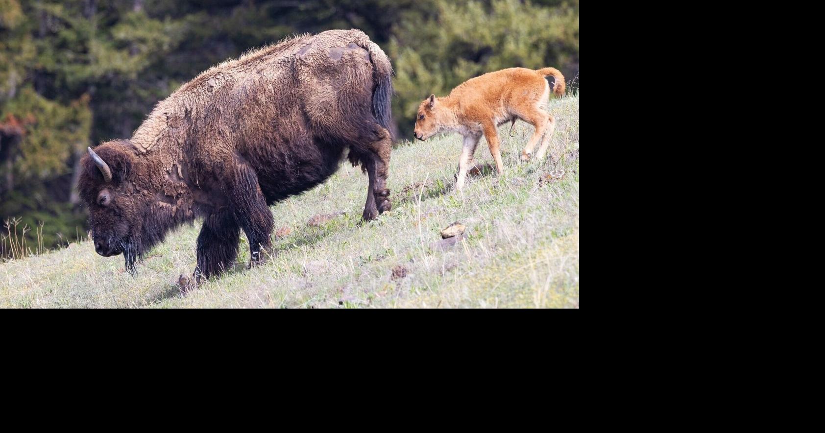 Yellowstone bison avoid capture, hunters thanks to warmer winter