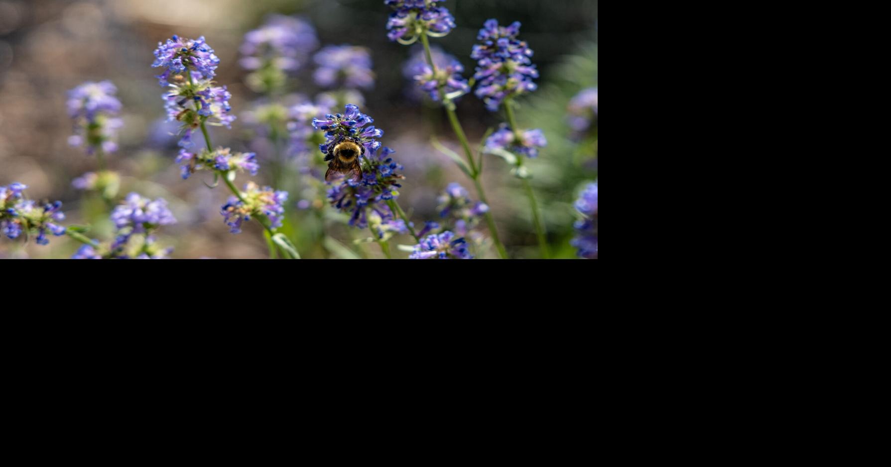 International pollinator conference brings global researchers to Montana State