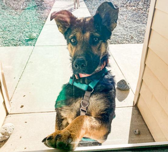 FULL OPERATIONS RESUME: Stafford Animal Shelter now taking in strays, following flood repairs | Local FULL OPERATIONS RESUME: Stafford Animal Shelter now taking in strays, following flood repairs | Local