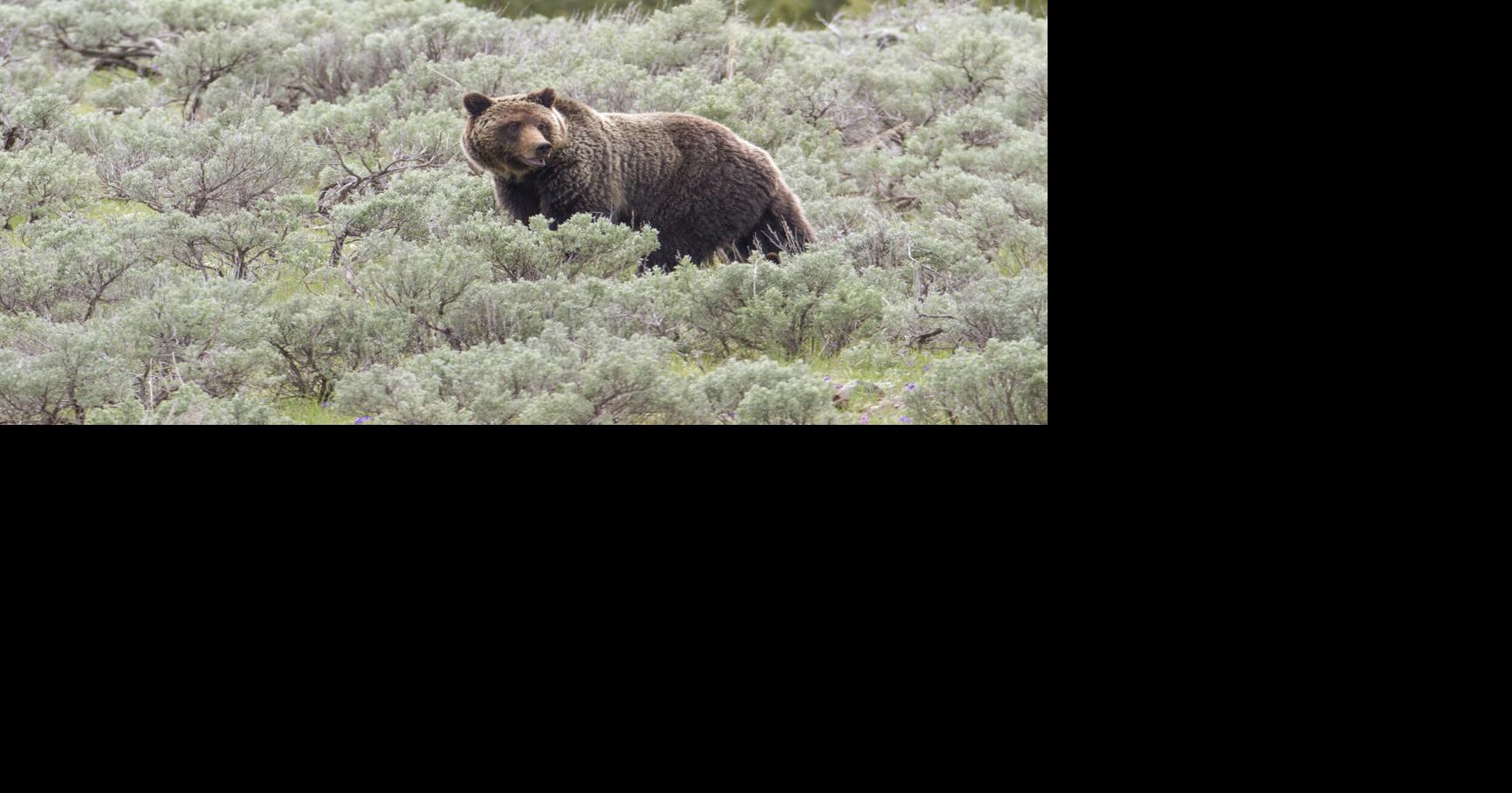 Park County tires of exploding bear spray containers