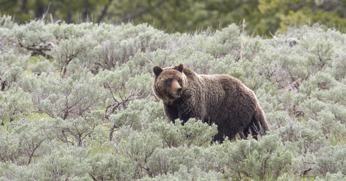 Park County tires of exploding bear spray containers | News ...